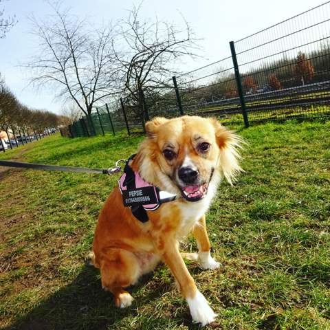 - (Hund, Hunderasse)