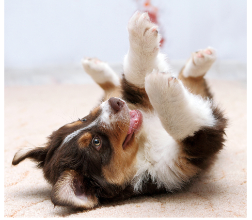 - (Tiere, Hund, Haustiere)