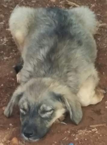 Hund - (Tiere, Hund)