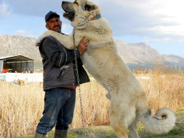 Welche HundeRasse oder ist das ein Bär? (Tiere, Hund, Hunderasse)