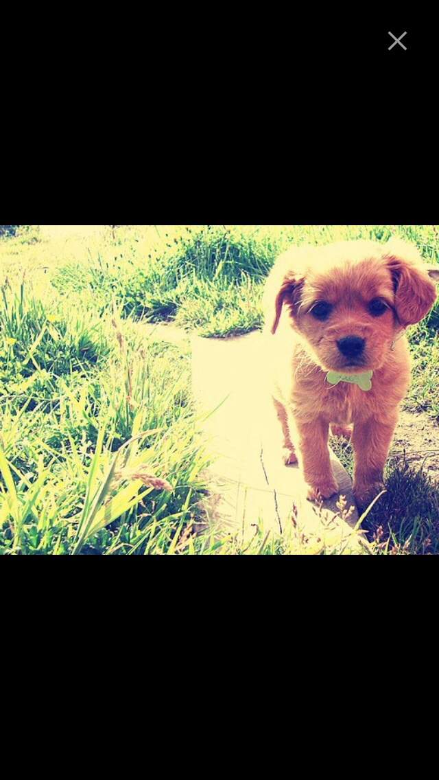 Welche Hunderasse? bitte helft mir (Hund, Hunderassen)