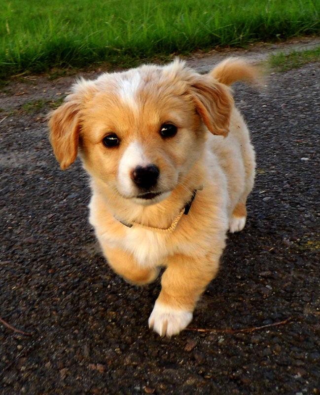 Welche Hunderasse? bitte helft mir (Hund, Hunderassen)