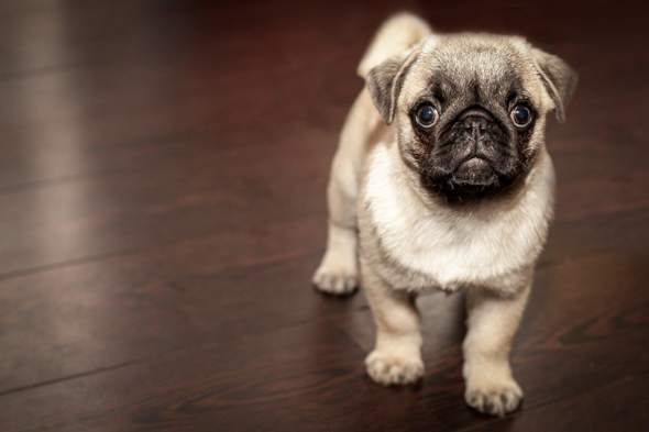 - (Tiere, Hund, Hunderasse)