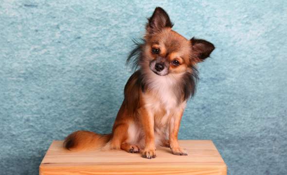 - (Tiere, Hund, Hunderasse)