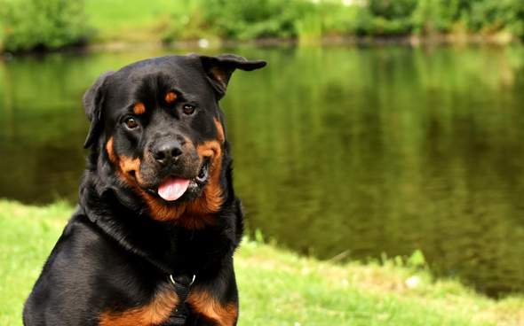 - (Tiere, Hund, Hunderasse)