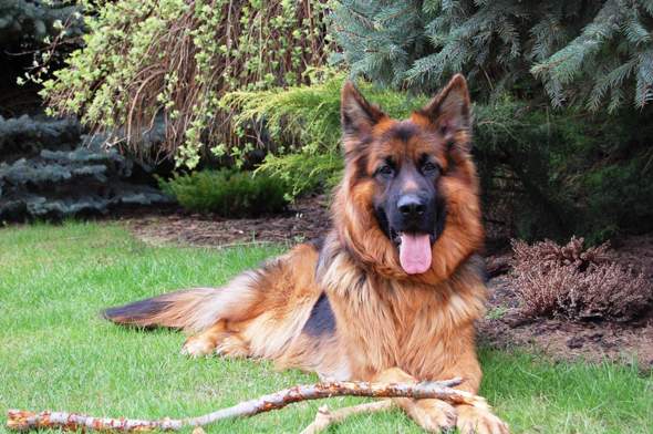 - (Tiere, Hund, Hunderasse)