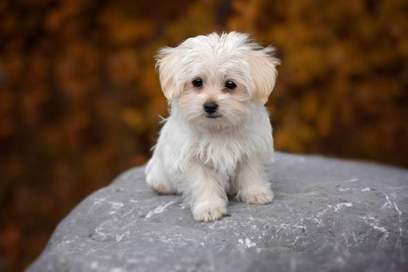- (Tiere, Hund, Hunderasse)