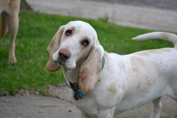 - (Tiere, Hund, Hunderasse)