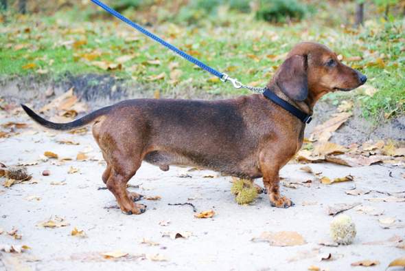 - (Tiere, Hund, Hunderasse)