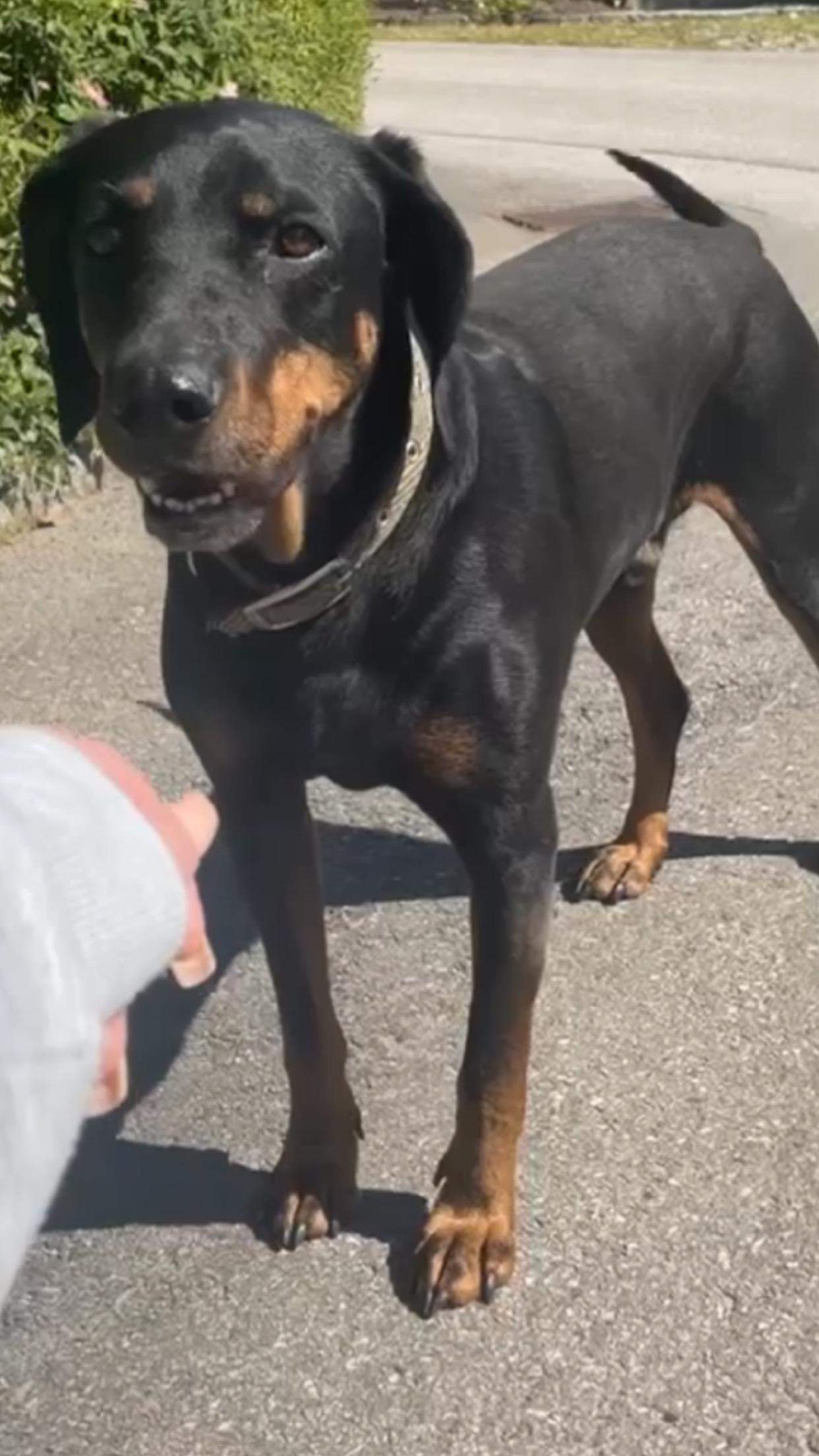 Welche Hunderasse ist das? (Tierhaltung, Rasse, Hundehaltung)