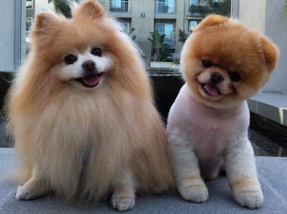 Das sind die zwei Hunde (: - (Hund, Hunderasse)