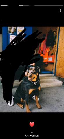 welche hunderasse ist das das ist doch kein rottweiler hund rasse