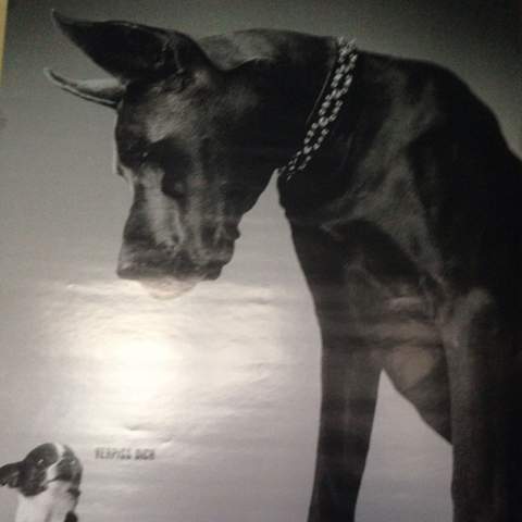 Welche Hunderasse Ist Das Der Grosse Auf Dem Bild Hund Rasse