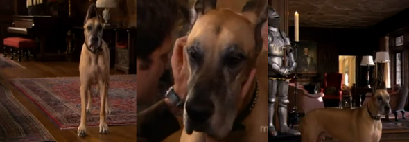 hunderasse - (Hund, Rasse)