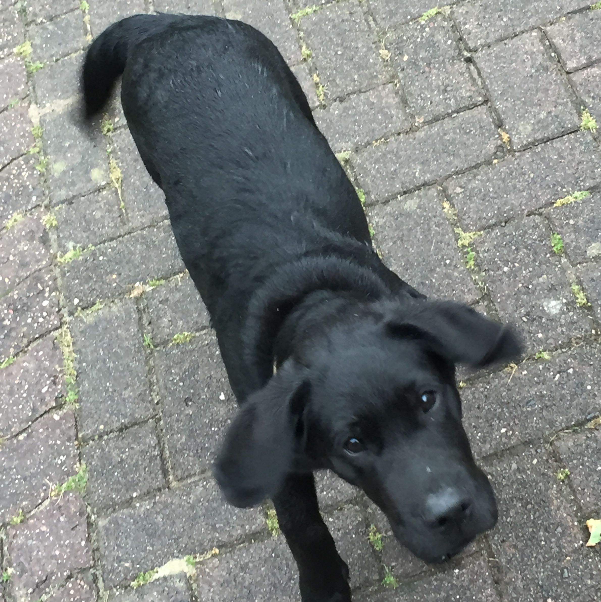 Welche Hunderasse ist das schwarzer Hund? (Tiere, Haustiere)