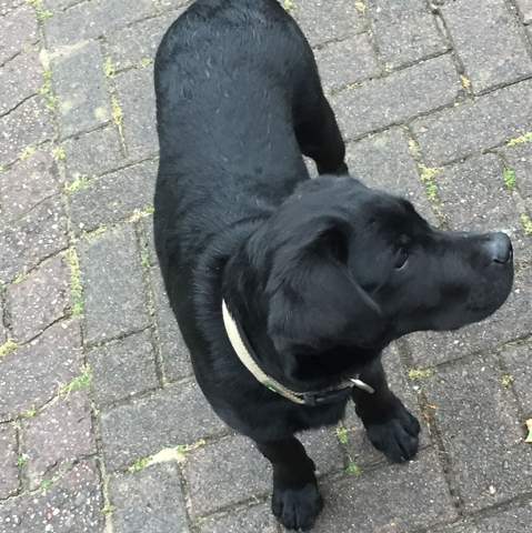 Welche Hunderasse Ist Das Schwarzer Hund Tiere Haustiere