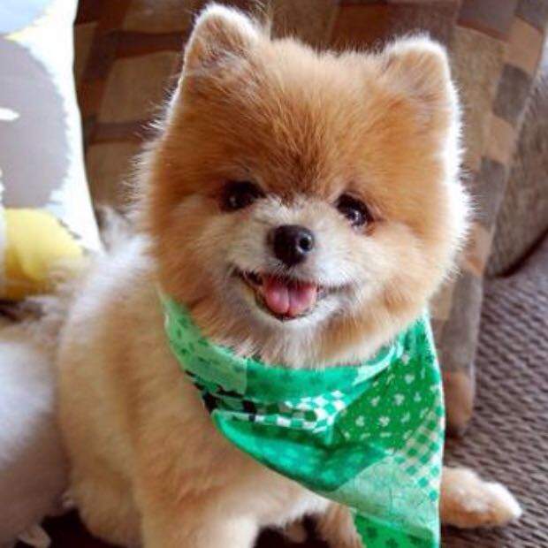 Welche Hunderasse ist das und wo kriegt man so ein Hund her?