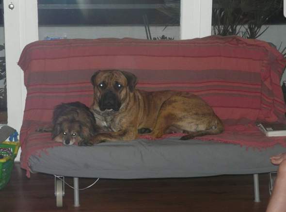 - (Tiere, Hund, Rasse)