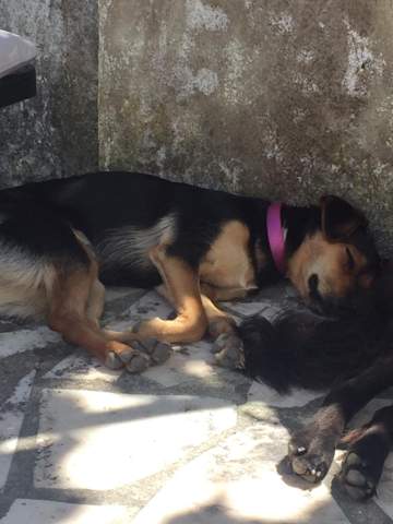 - (Hund, Welpen, Rasse)