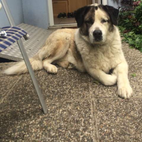 Das ist sie - (Hund, Hunderasse, Mischlig)