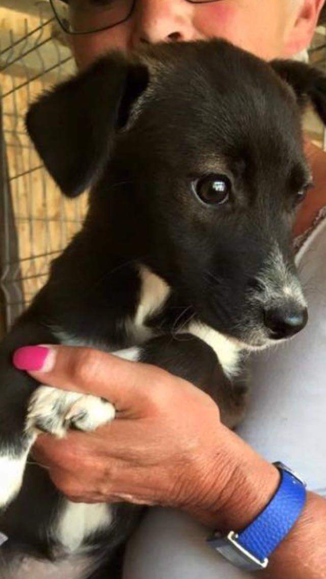 Welche Hunderasse steckt in diesem Mix aus Rumänien? (Hund, Rasse)