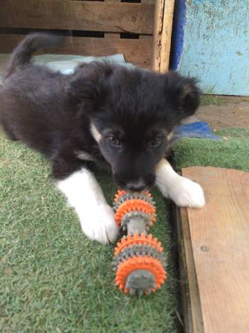 Welche Hunderassen Konnten Hier Mit Drin Sein Welpen Mischling Border Collie