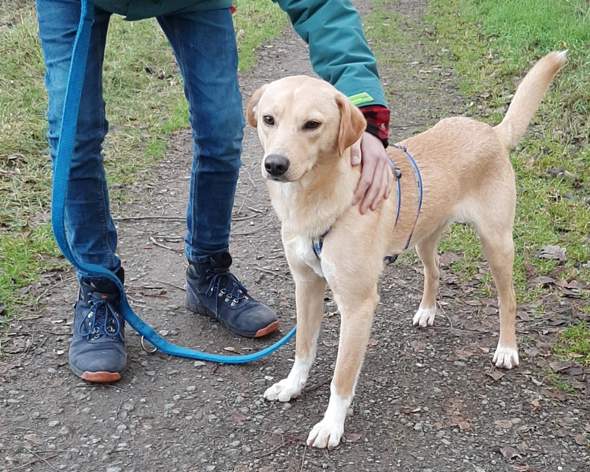 welche hunderassen stecken in dem mischling hund tierrettung mischlingshund
