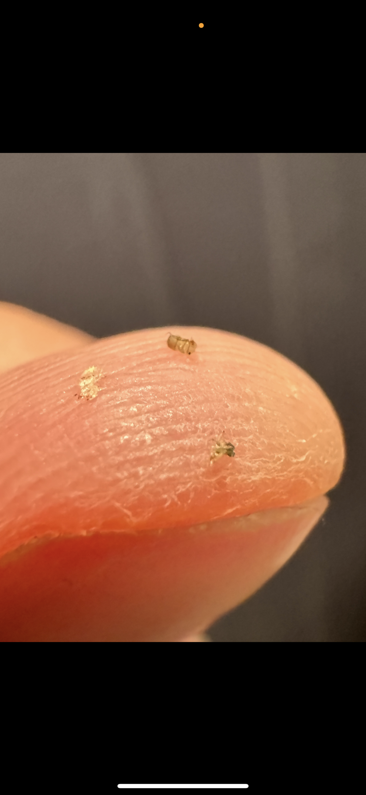 Welche Insekten sind das und warum kommen die immer? (Ungeziefer