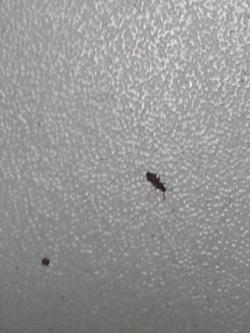 So sehen die aus.... - (Insekten, Kaefer)
