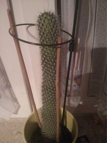 Der große Kaktus, möglichst komplett im Bild - (Pflanzen, Art, Kaktus)