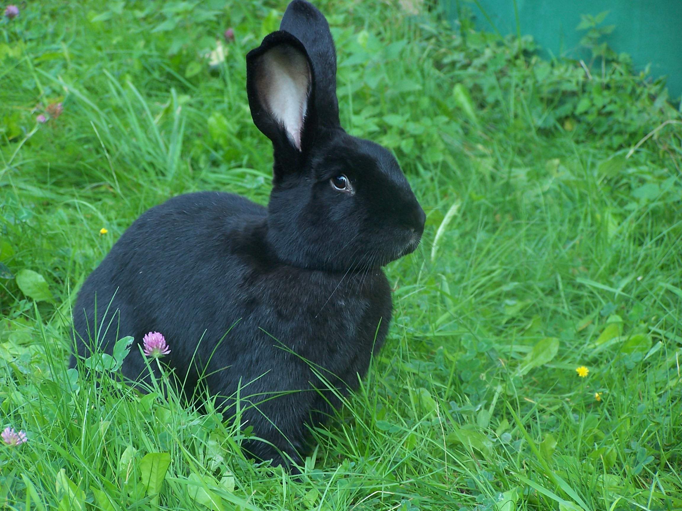 Welche Kaninchen Rasse war er? (Tiere, tierquaeler, befreien)