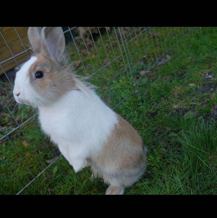 Welche Kaninchenrasse hat mein Kaninchen? (Tiere, Rasse, Zwergkaninchen)