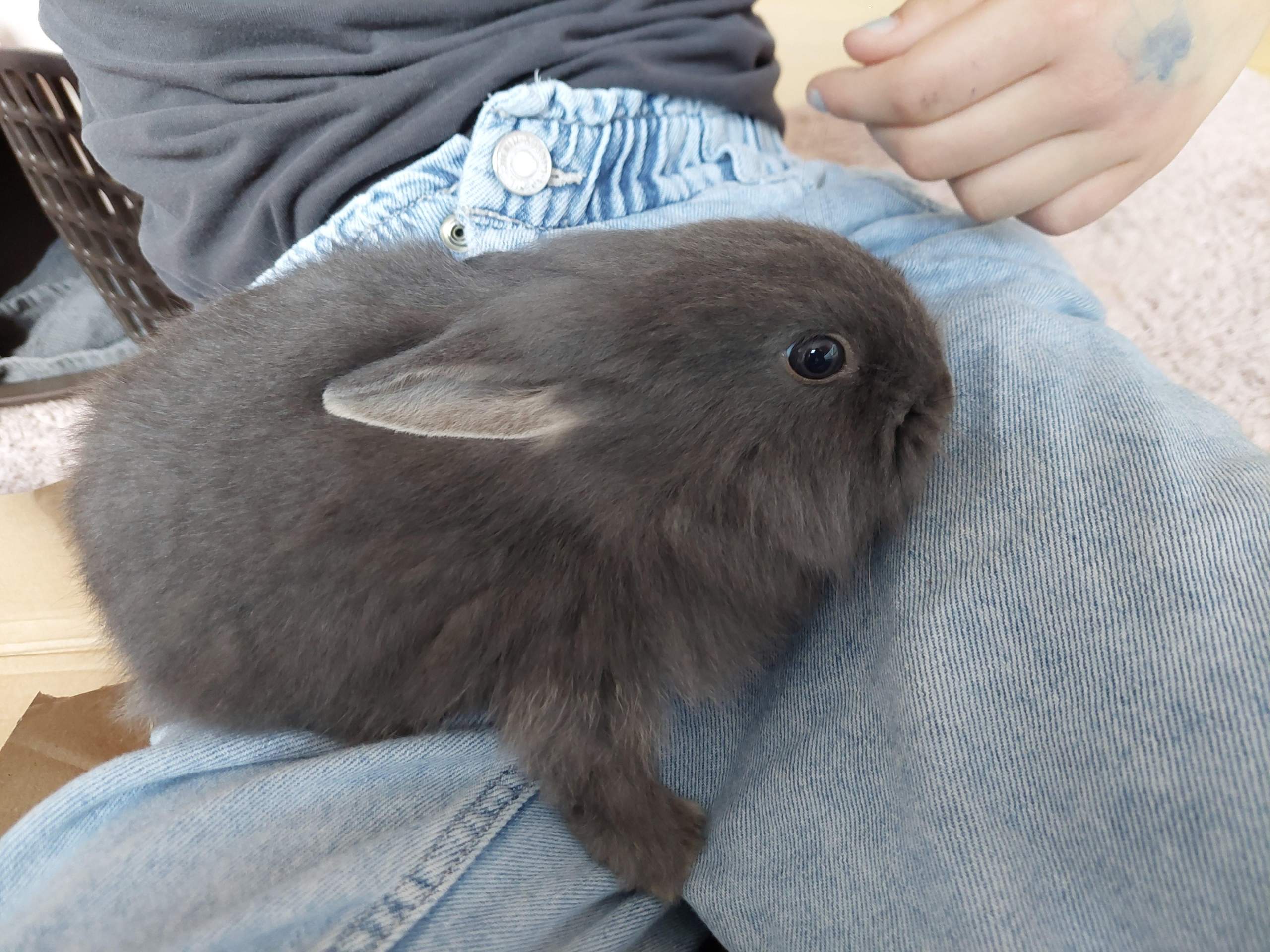 Welche Kaninchenrasse ist das? (Kaninchen, Rasse, Hasen)