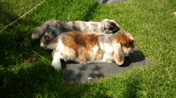 Ausruhen auf der Wiese  - (Spaß, Kaninchen, basteln)