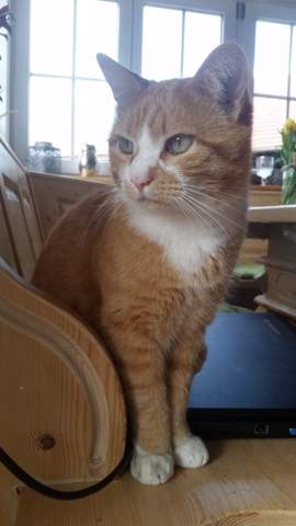Hier ein Bild - (Katze, Rasse)