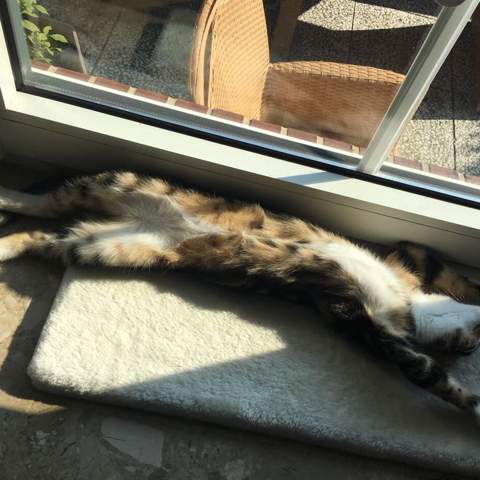Bild 2 - (Tiere, Katze, Kater)