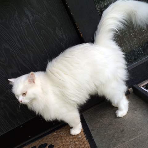 Welche Katzenrasse Ist Das Langhaar Katze Weiss