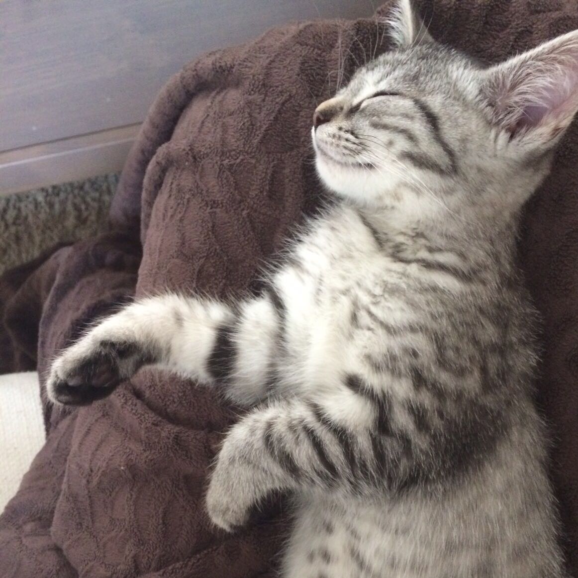 Welche Katzenrasse Ist Hier Abgebildet Tiere Katze Haustiere