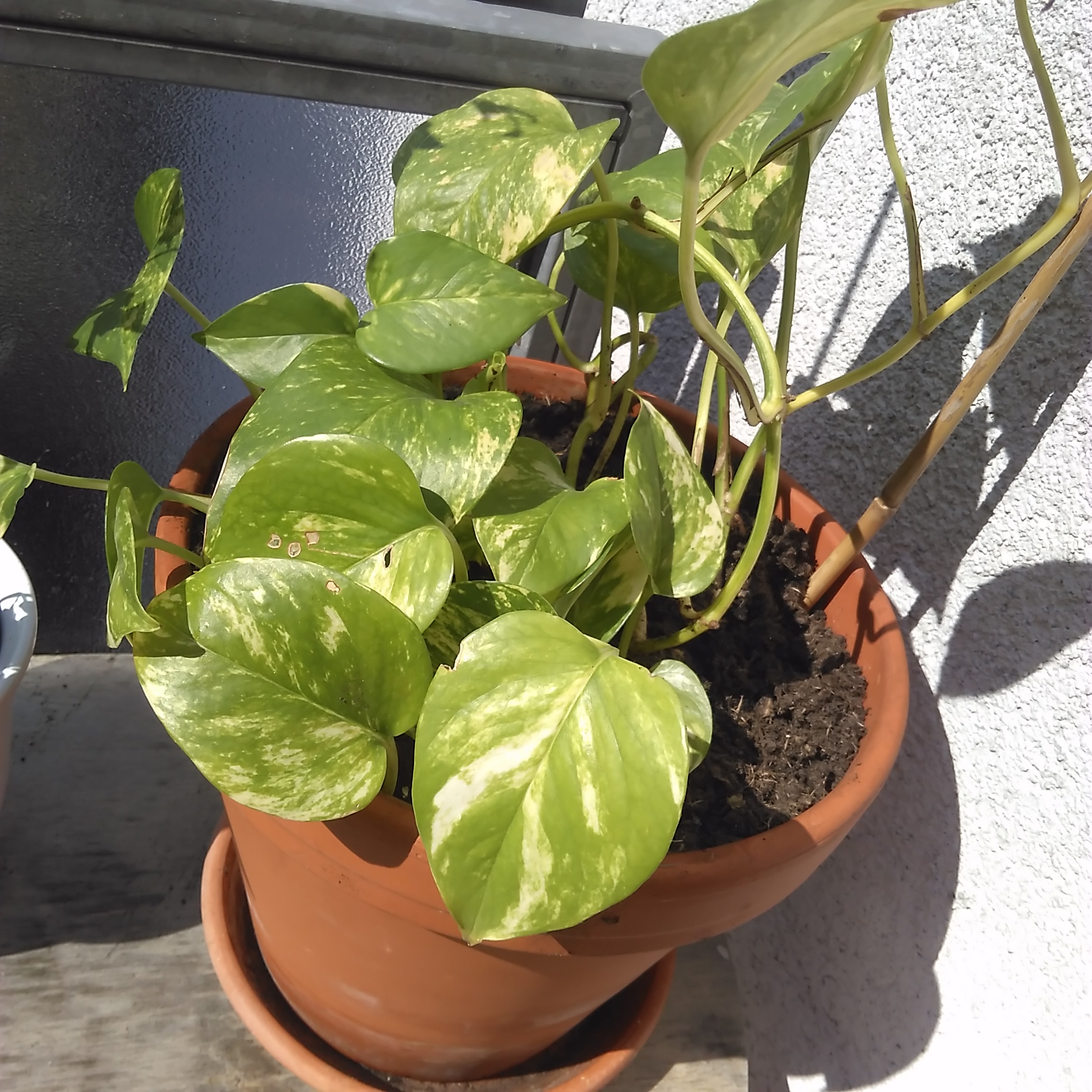 Welche Kletterpflanze / Rankenpflanze ist das? (Pflanzen, Garten, Balkon)