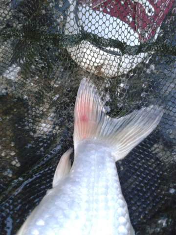 Welche Krankheit Hat Dieser Koi Siehe Bild Ist Die Krankheit Ansteckend Wie Kann Ich Den Heilungsvorgang Wenn Moglich Beschleunigen Fische Teich