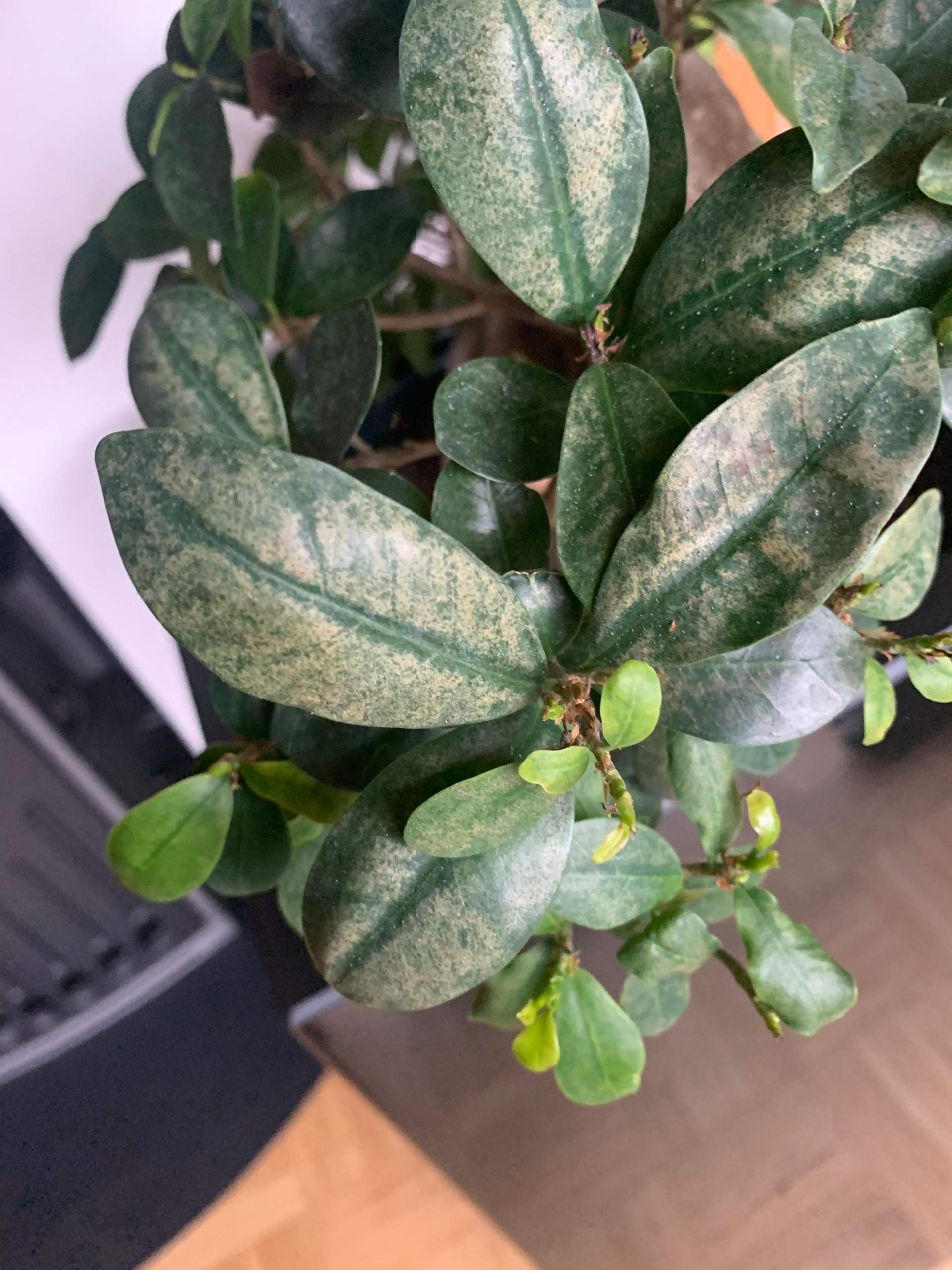 Welche Krankheit hat mein Bonsai? (Pflanzen, Baum, Pflanzenpflege)