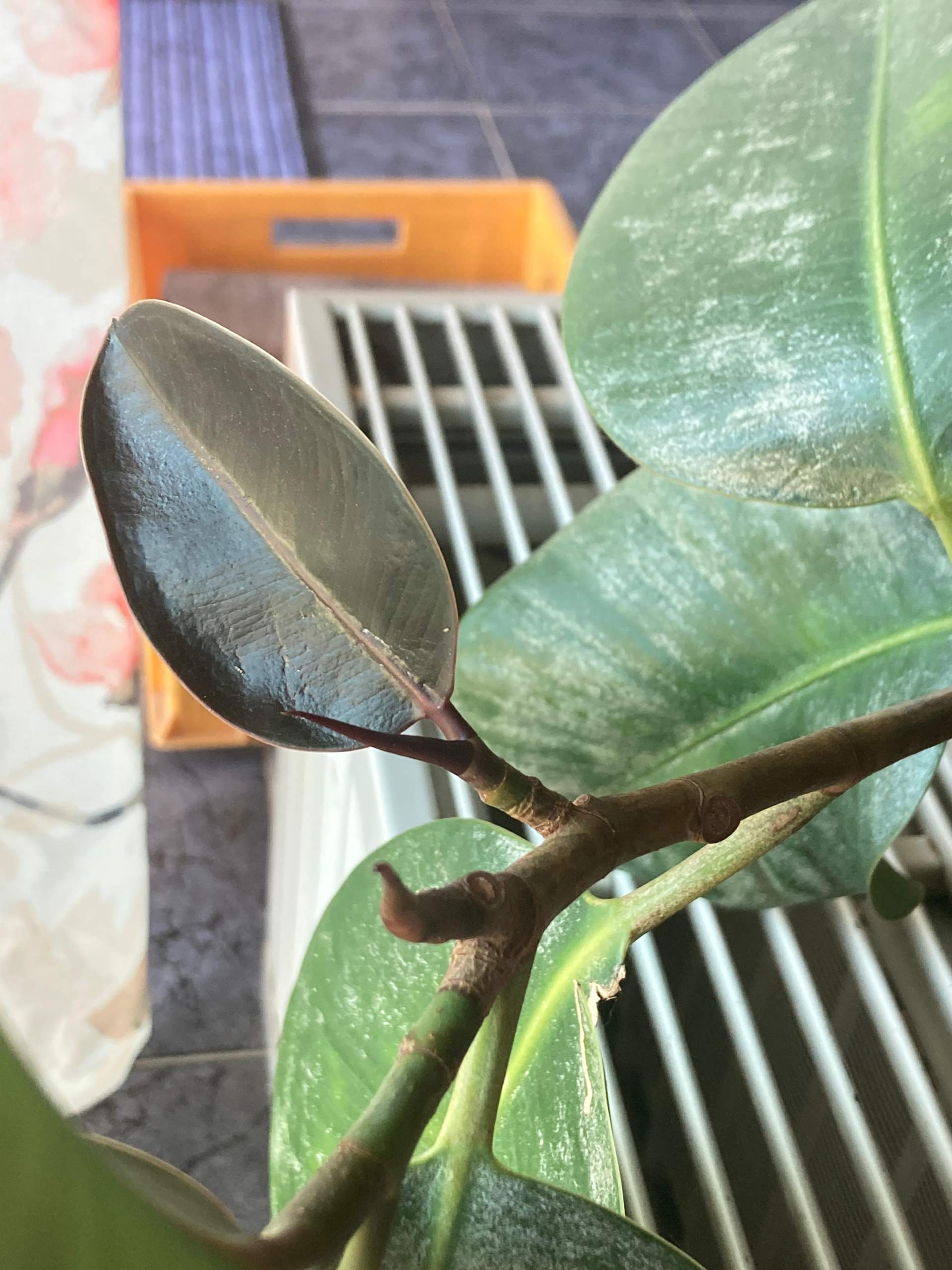 ohrringe monstera MONSTERA OBLIQUA OHRRINGE GREEN
