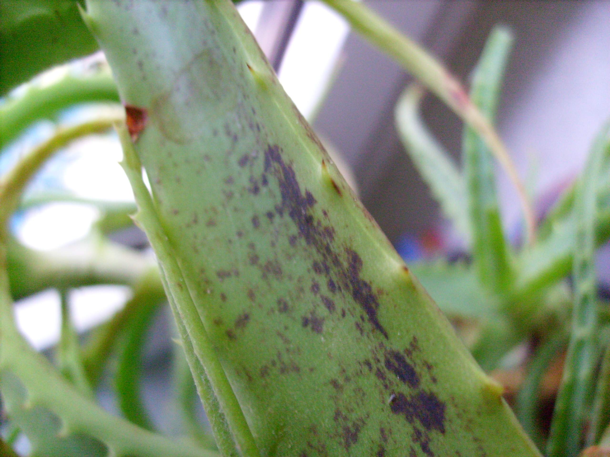 welche krankheit hat meine aloe vera-pflanze und was kann man dagegen tun? ( Pflanzen, Garten, Blumen)
