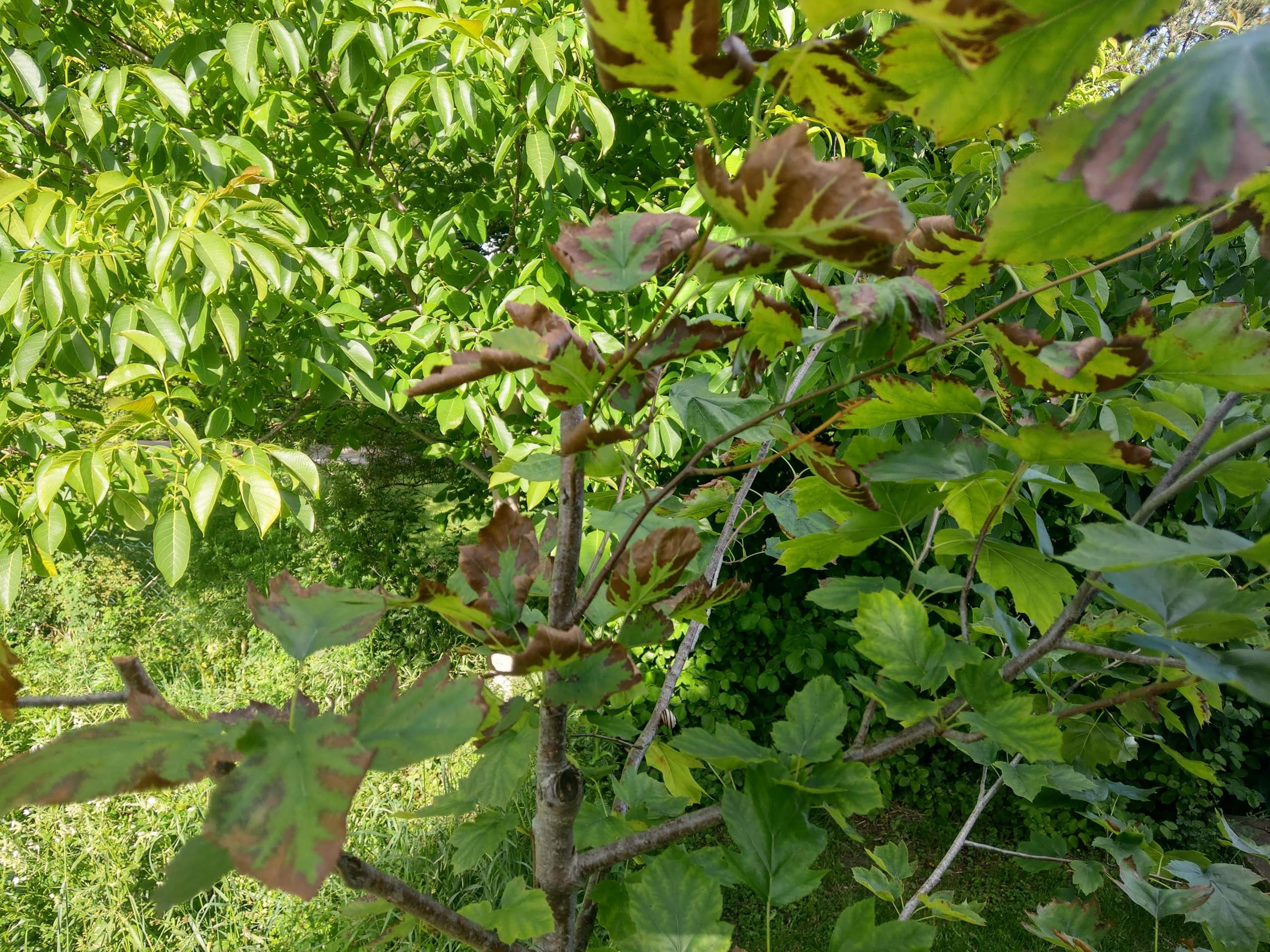 Welche Krankheit Hat Meine Elsbeere Garten Baum Wald welche-krankheit-hat-meine-elsbeere-garten-baum-wald