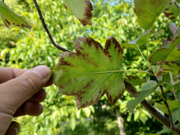 Welche Krankheit Hat Meine Elsbeere Garten Baum Wald welche-krankheit-hat-meine-elsbeere-garten-baum-wald