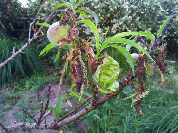 Welche Krankheit hat unser Pfirsichbaum und was kann man