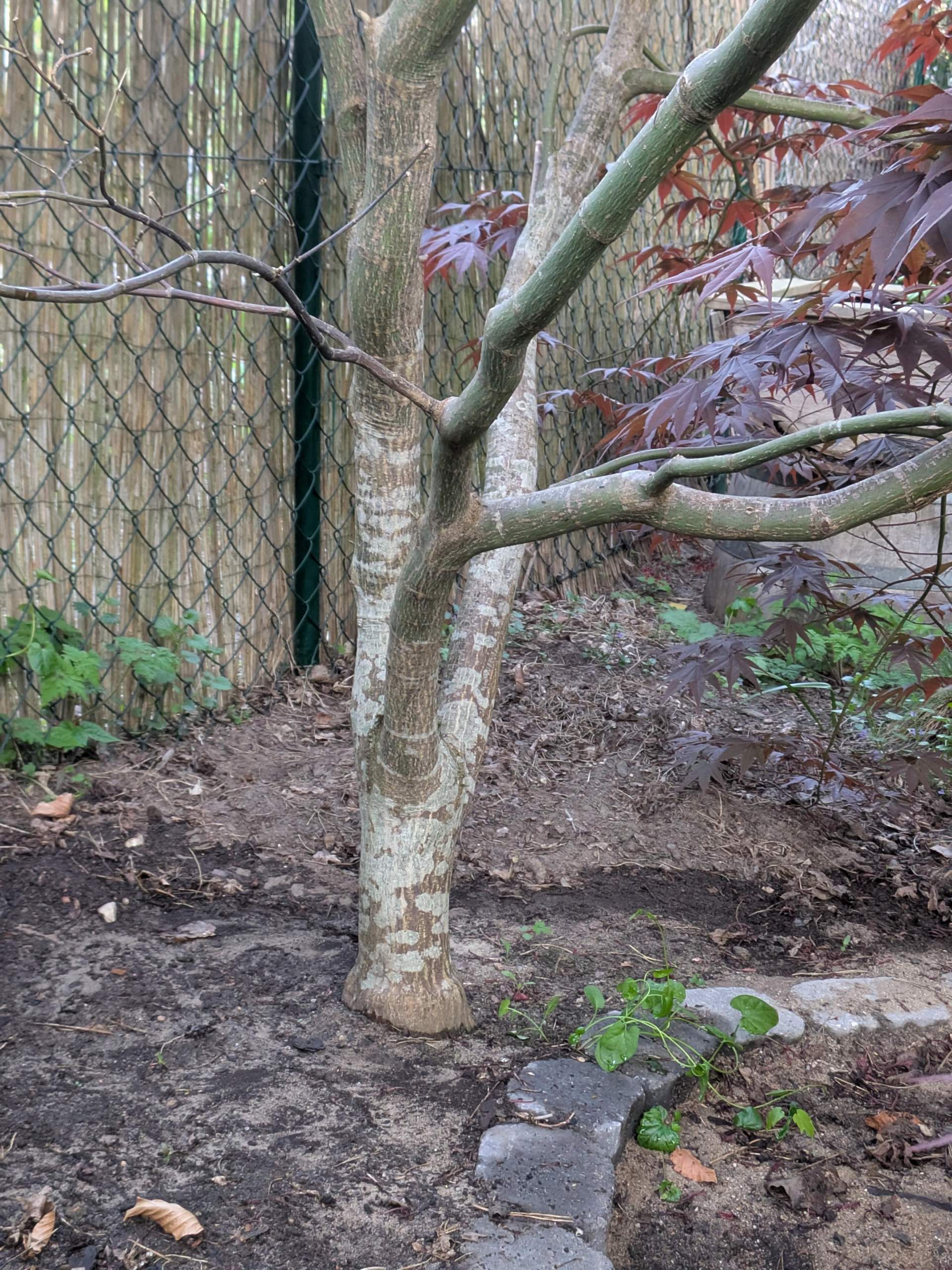 Welche Krankheit könnte mein japanischer Ahorn haben? (Flecken, Baum ...