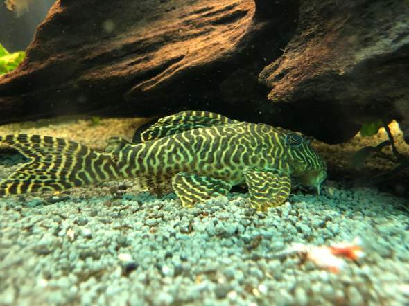 Welche L Wels Gattung Tiere Fische Aquarium