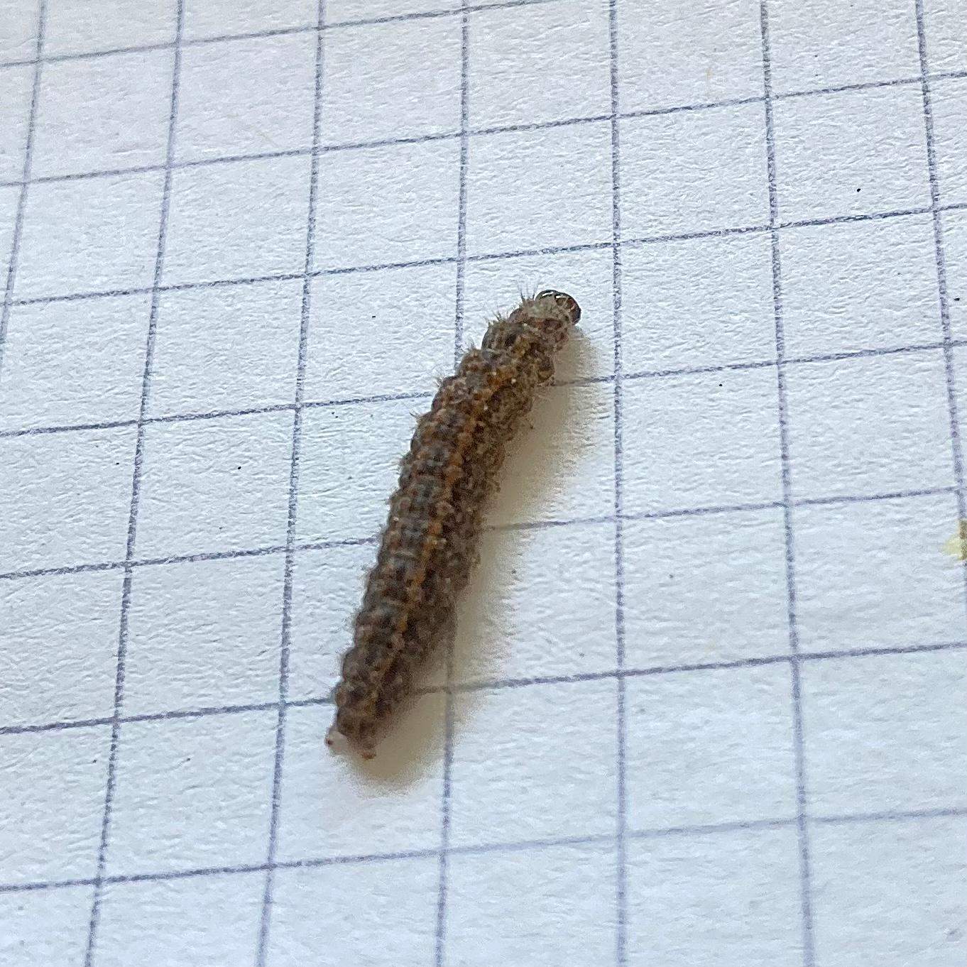 Welche Larve ist das? (Insekten, Larven)