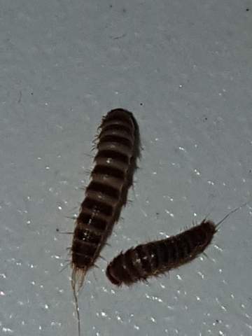 Welche Larve Ist Das Bitte Um Hilfe Insekten Kafer Wurmer